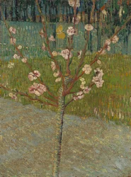 Mandelbaum in Blüte